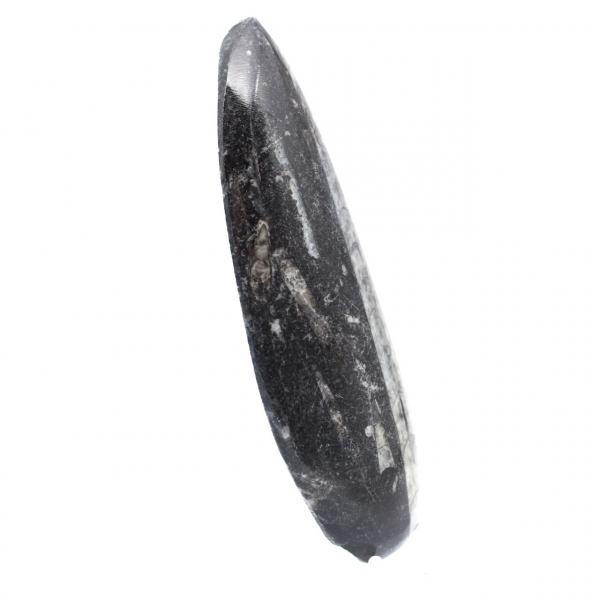 Polished Orthoceras Fossil