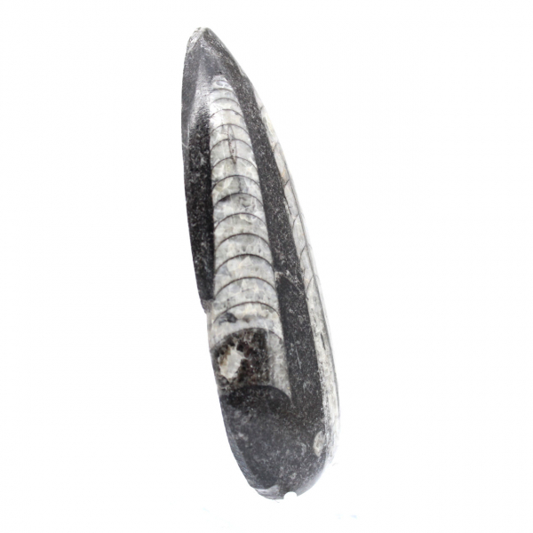 Orthoceras Fossil from Morocco