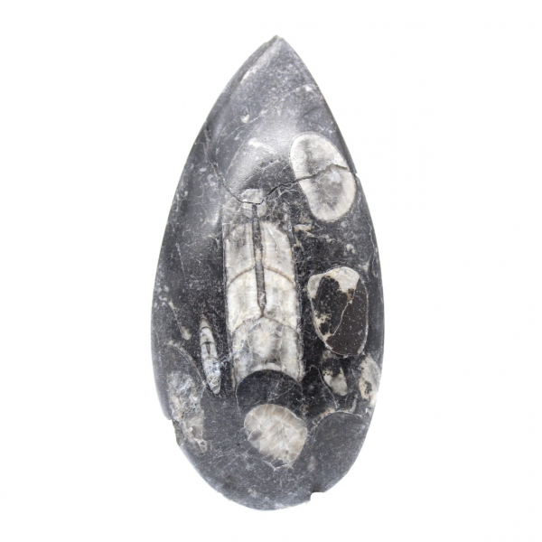 Orthoceras Fossil Morocco