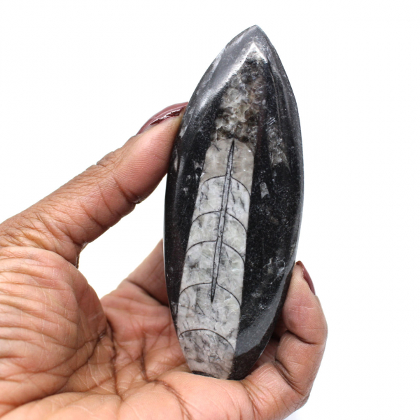 Polished Orthoceras from Morocco