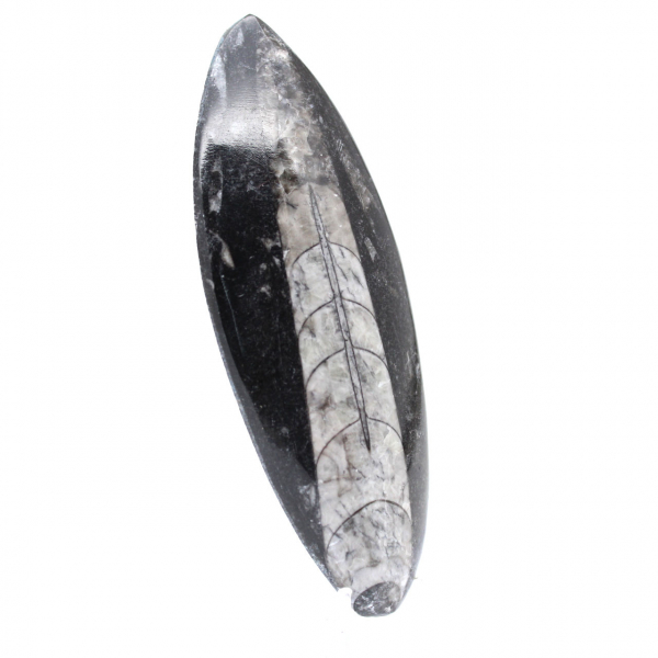 Polished Orthoceras from Morocco