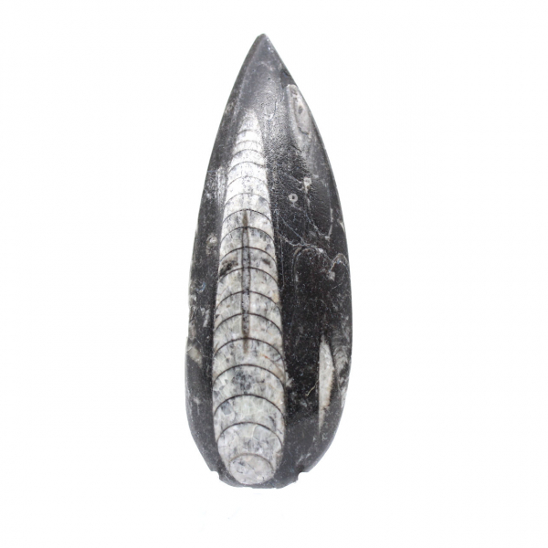 Polished Orthoceras Fossil