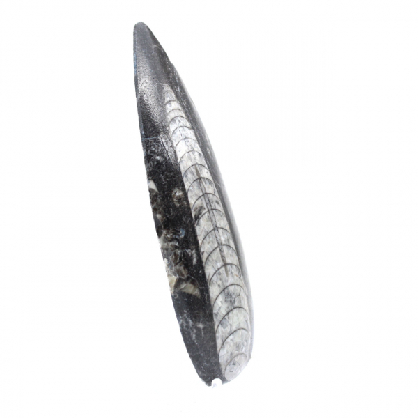 Polished Orthoceras Fossil