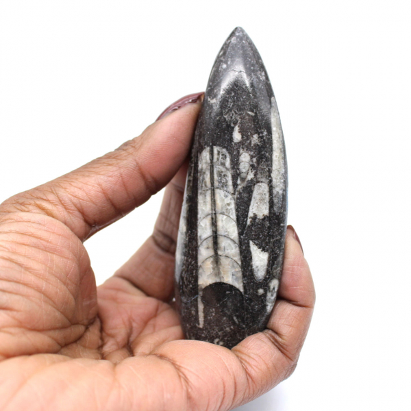 Orthoceras Fossil Morocco