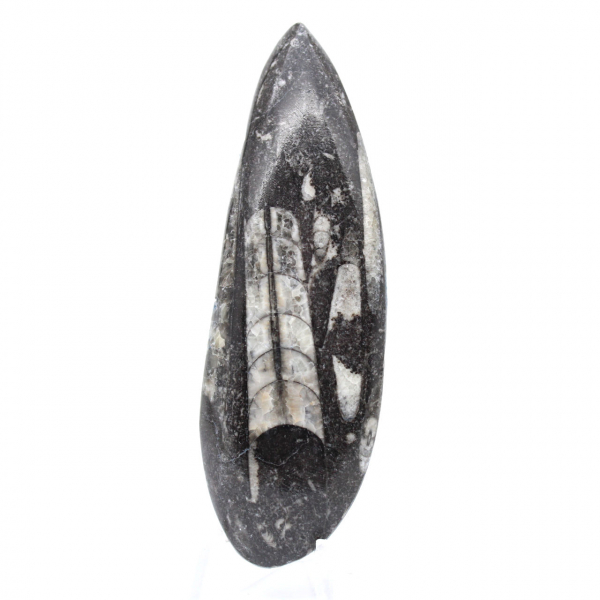 Orthoceras Fossil Morocco