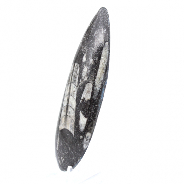 Orthoceras Fossil Morocco