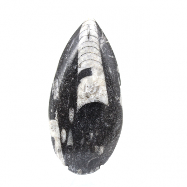 Orthoceras fossil from Morocco