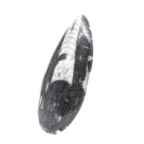 Orthoceras fossil from Morocco