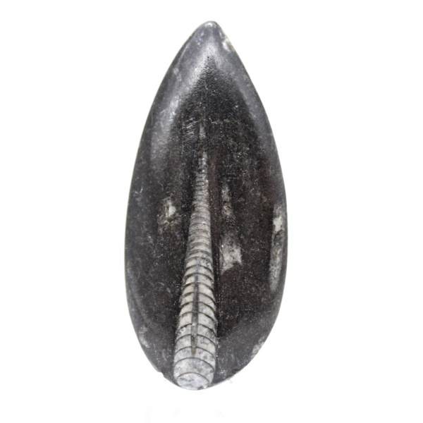 Orthoceras fossil from Morocco