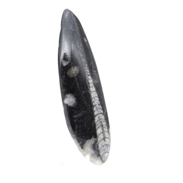 Orthoceras fossil Morocco