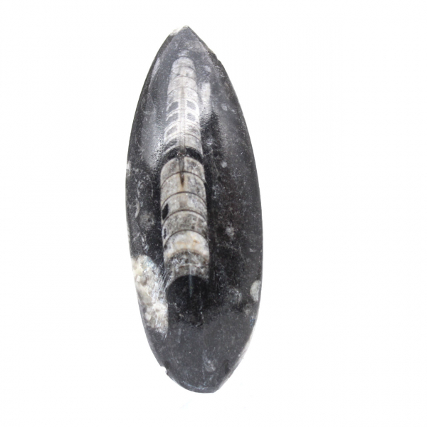 Orthoceras fossil