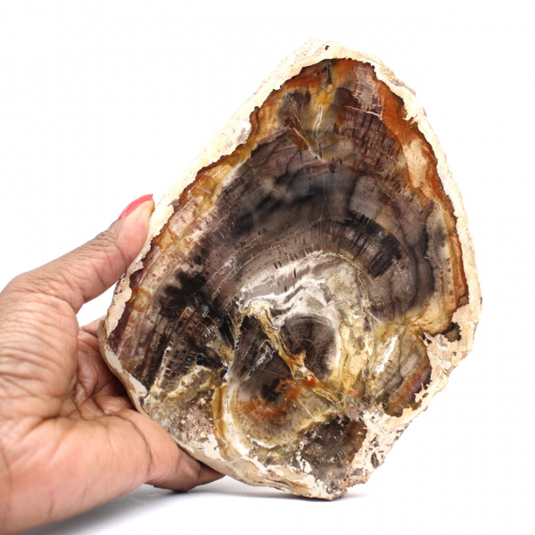 Petrified wood