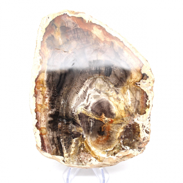 Petrified wood