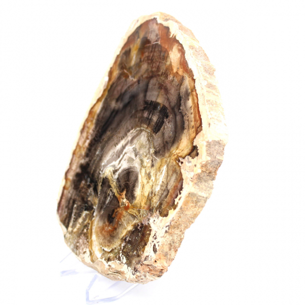 Petrified wood