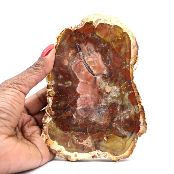 Natural fossilized wood