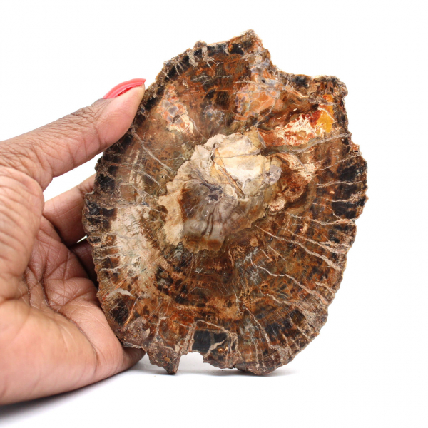 Natural petrified wood