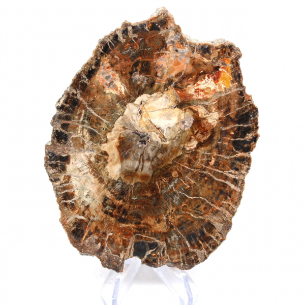 Natural petrified wood