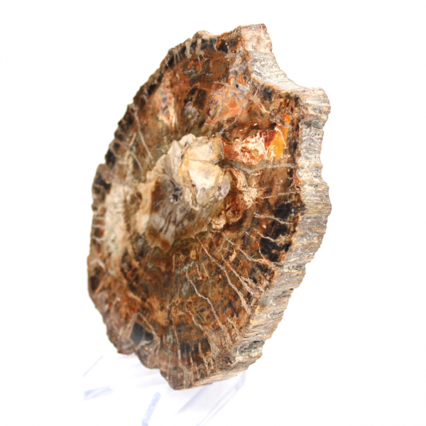 Natural petrified wood