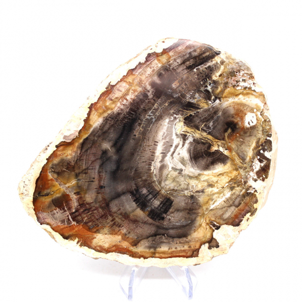 Madagascar petrified wood