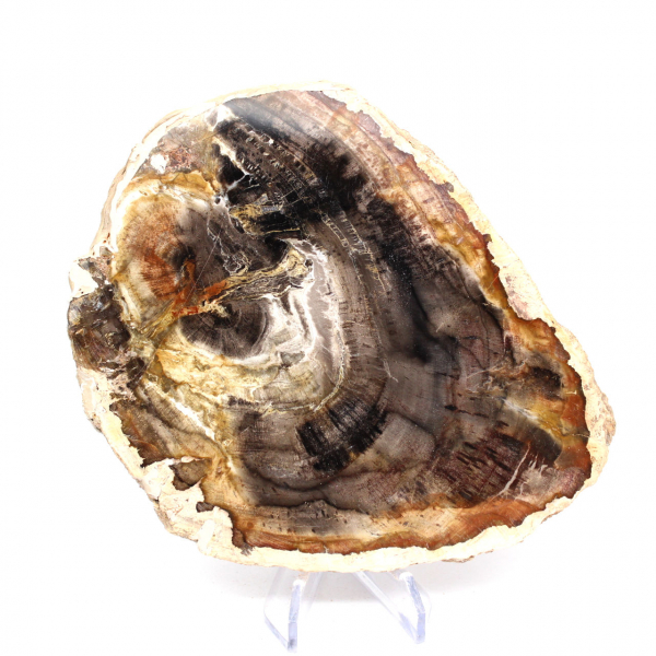 Madagascar petrified wood