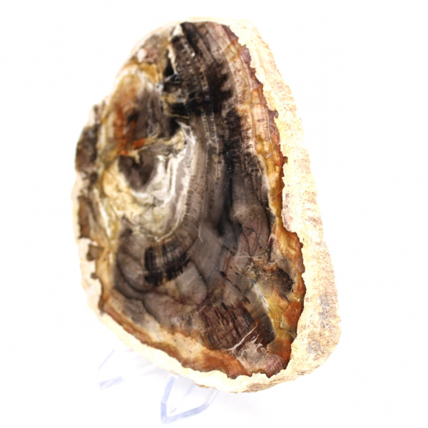 Madagascar petrified wood