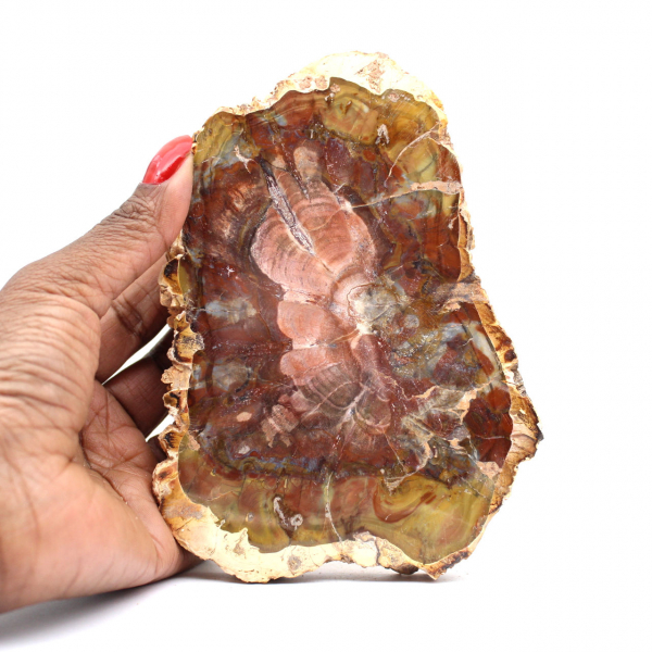 Madagascar Silicified Wood Slice