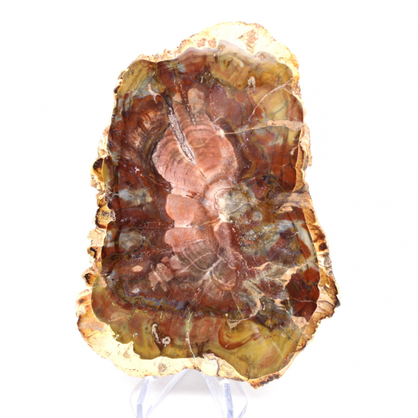 Madagascar Silicified Wood Slice