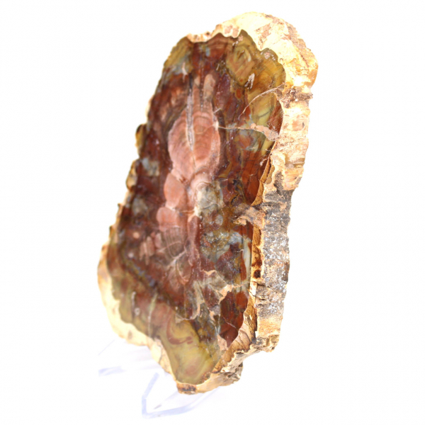 Madagascar Silicified Wood Slice