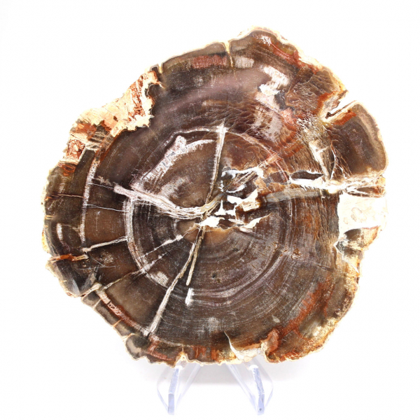 Madagascar Polished Fossilized Wood