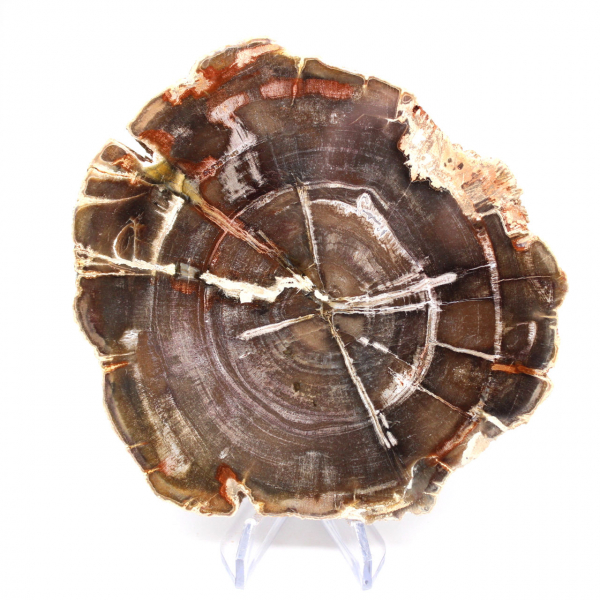 Madagascar Polished Fossilized Wood