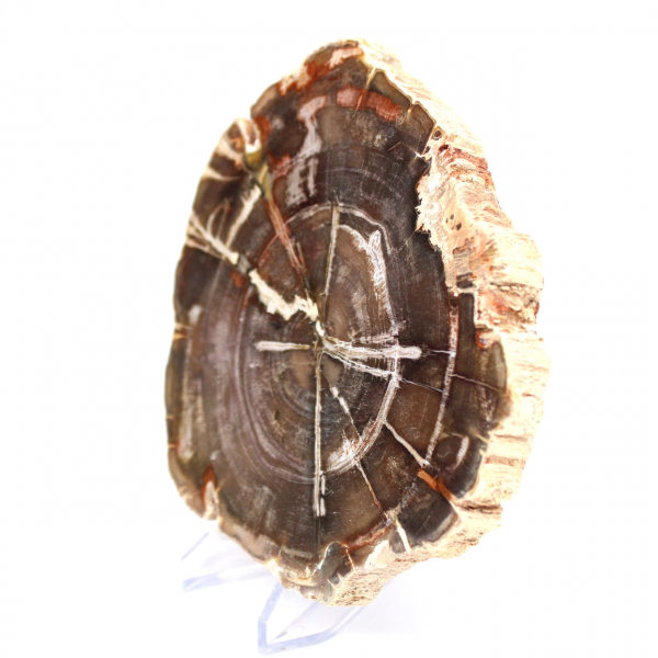 Madagascar Polished Fossilized Wood