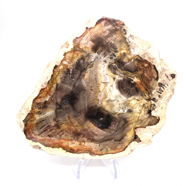 Madagascar Polished Petrified Wood