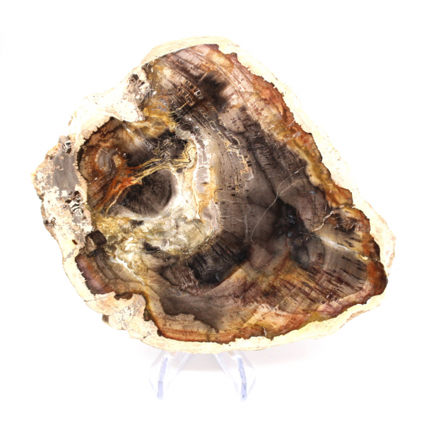 Madagascar Polished Petrified Wood