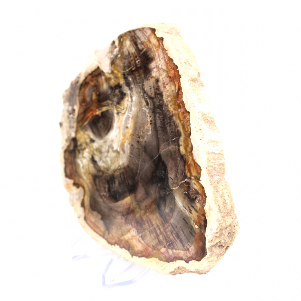 Madagascar Polished Petrified Wood