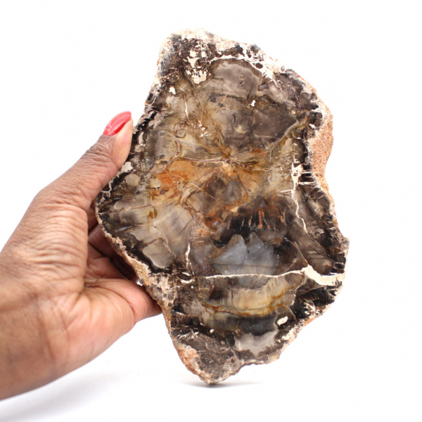 Madagascar Petrified Wood Slice