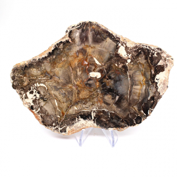 Madagascar Petrified Wood Slice