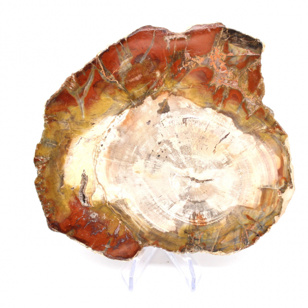 Madagascar Silicified Wood Slice