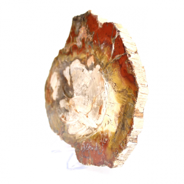 Madagascar Silicified Wood Slice