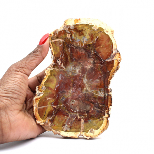 Madagascar Polished Petrified Wood