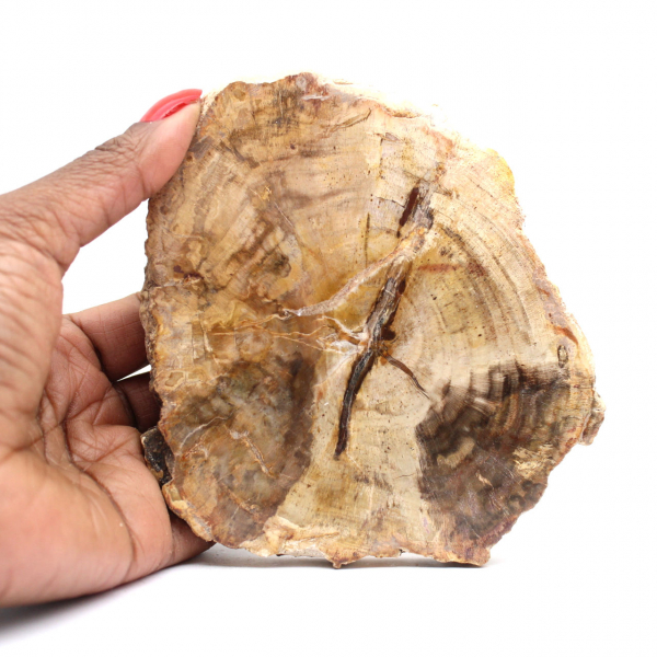 Madagascar Polished Silicified Wood