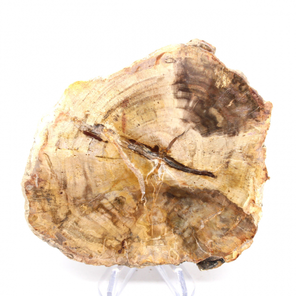 Madagascar Polished Silicified Wood