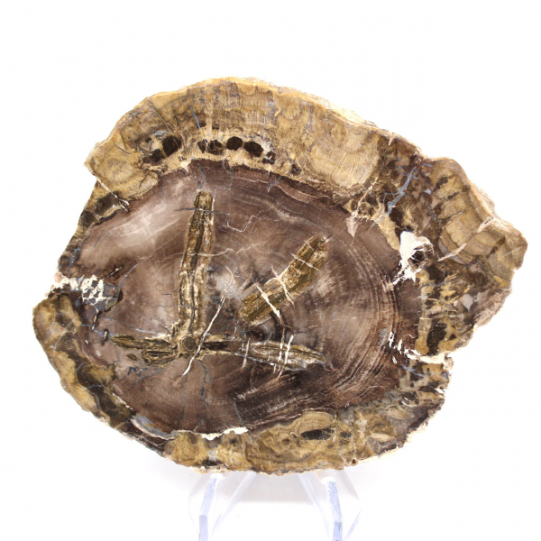 Natural Polished Fossilized Wood