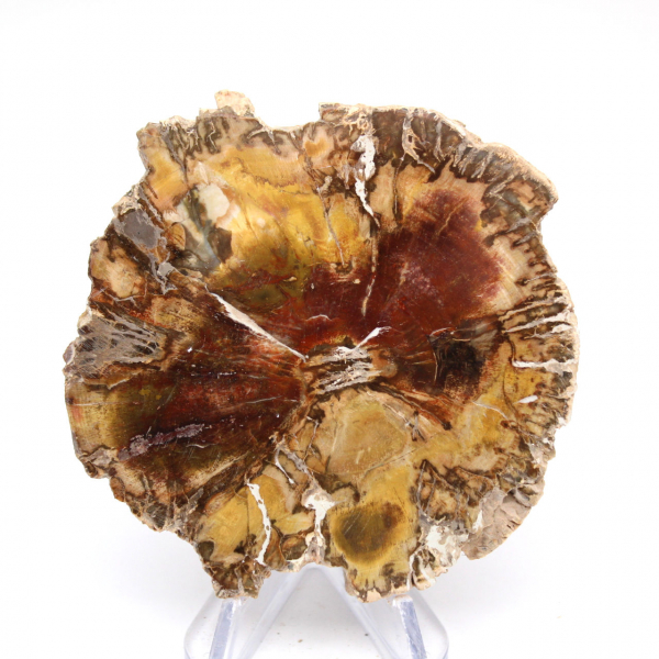 Petrified Wood