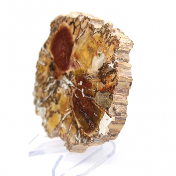 Petrified Wood