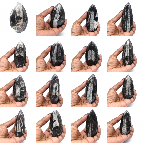 Orthoceras Fossil from Morocco