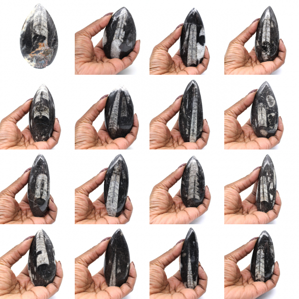 Orthoceras Fossil from Morocco