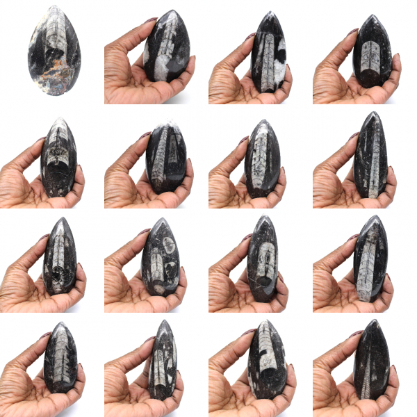 Orthoceras Fossil from Morocco