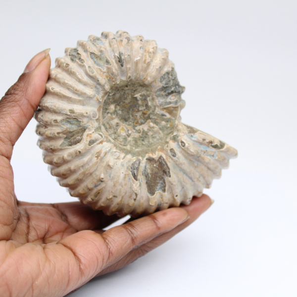 Ammonite Douvilleiceras inaequinodum