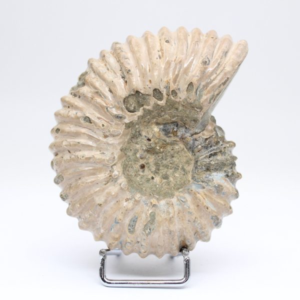 Ammonite Douvilleiceras inaequinodum