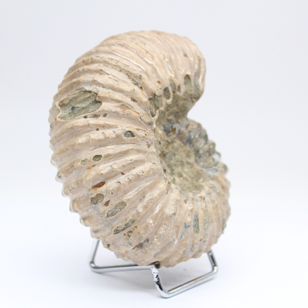 Ammonite Douvilleiceras inaequinodum